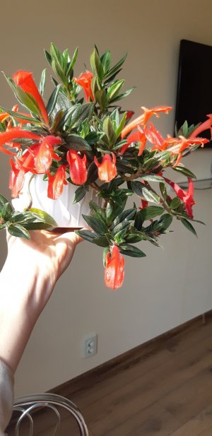 Колумнея . Болезни и уход.