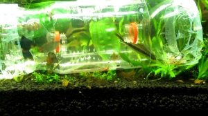 Ловушка для рыб в аквариуме