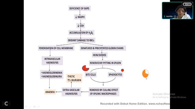 Haemolytic Anaemia - classification (intravascular, extravascular), pathophysiology, investigations смотреть онлайн