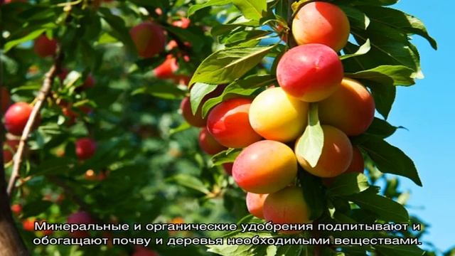 Весенняя подкормка плодовых кустарников и деревьев смотреть онлайн