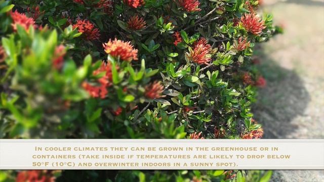 Ixora coccinea Growing Guide (Jungle Geranium / Flame of the Woods) смотреть онлайн