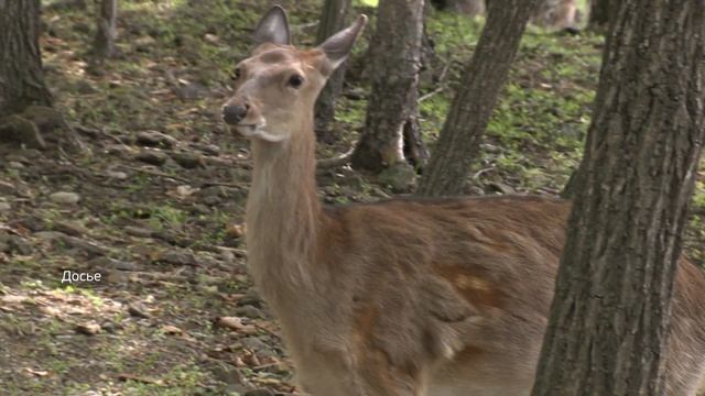 В Приморье открывается охота на оленей смотреть онлайн