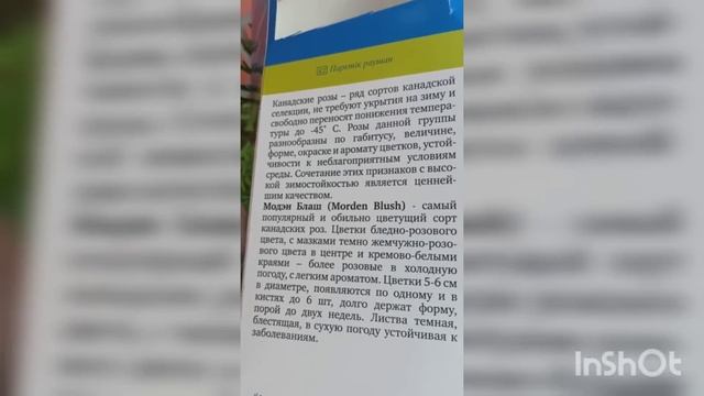 Новые саженцы роз, пионов и гортензий из Леруа Мерлен. Жизнь 2-ух недельных саженцев. смотреть онлайн