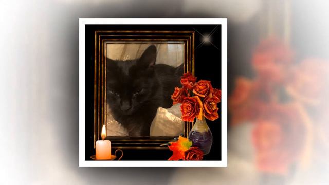 осенние пожелание котэ смотреть онлайн