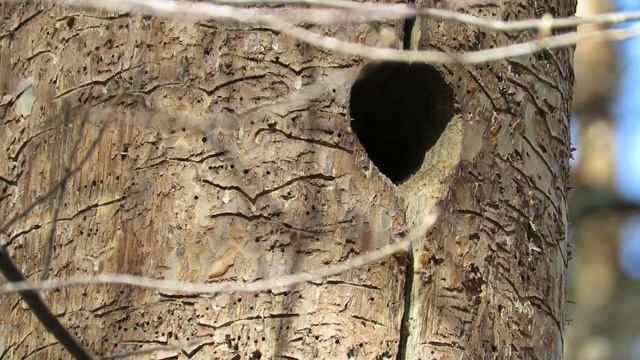 Дятел делает дупло весной, Woodpecker makes a hollow in the spring смотреть онлайн
