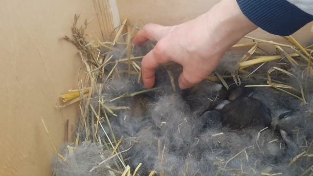 Взвешиваю 10 дневных кроликов породы Ризен. Отвечаю на важные вопросы от подписчиков! смотреть онлайн