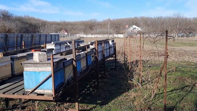 Последние теплые дни 2022 года. Облёт пчёл. смотреть онлайн