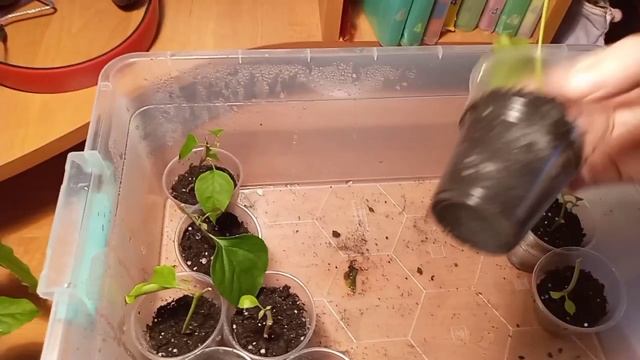 Черенки бугенвиллии,укоренение за 1.5 месяца.#бугенвиллия #черенкибугенвиллии смотреть онлайн