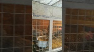 Наши куры "Гриз Бар". Интересная французская порода!