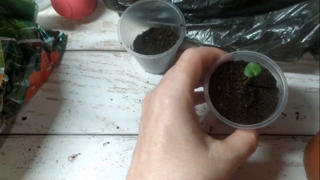 ? Выращивание цикламенов из семян ? Первый опыт: ошибки в посеве семян цикламенов смотреть онлайн