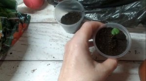 ? Выращивание цикламенов из семян ? Первый опыт: ошибки в посеве семян цикламенов