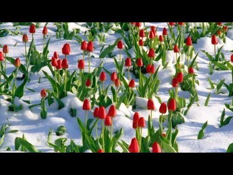 #VLOG001. Ответы на вопросы по вязанию обуви на жёсткой подошве смотреть онлайн