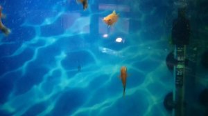 Попытка лечения белого налёта на меченосцах (хилодонеллез? колумнариоз?). Что из этого вышло.