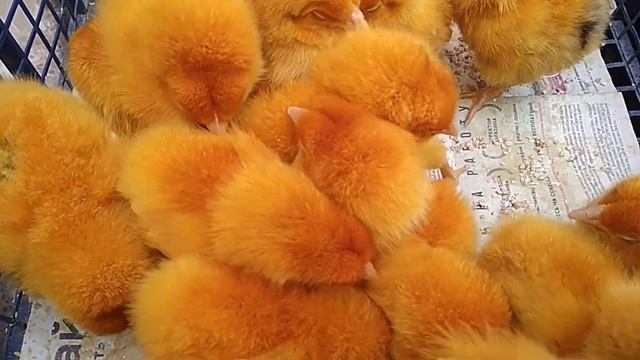 Звук цыплят Много маленьких цыплят Красивые цыплята Цветные цыплята Канал про домашних животны смотреть онлайн