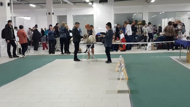 Моно ши-тцу Санкт-Петербург 24.11.2019 кобели эксперт Iulian Vrabie смотреть онлайн