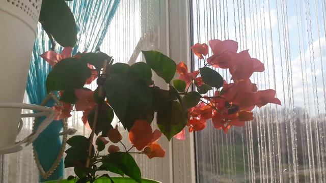 ЦИТРУСОВЫЕ НА ЛОДЖИИ (продолжение) и другие комнатные растения смотреть онлайн