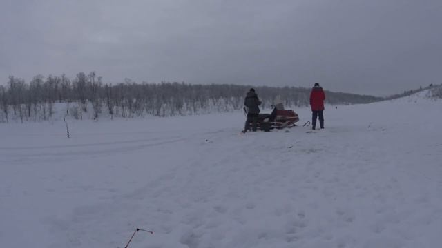 встреча с дикими собаками в лесу, чуть не порвали хаски!!! смотреть онлайн