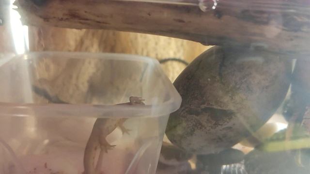 ТРИТОН обыкновенный первая неделя дома смотреть онлайн