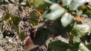 Розы из Светофора после высадки в ОГ. Что ещё в садике цветёт.