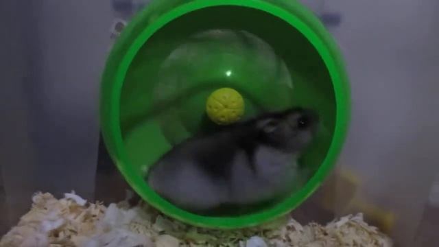 ' Джунгарский хомяк ' Djungarian hamster ' #хомячок #хомяк #джунгарскийхомяк смотреть онлайн
