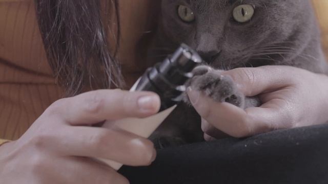 How to Cut a Cat's Nails? ? STEP-BY-STEP Guide смотреть онлайн
