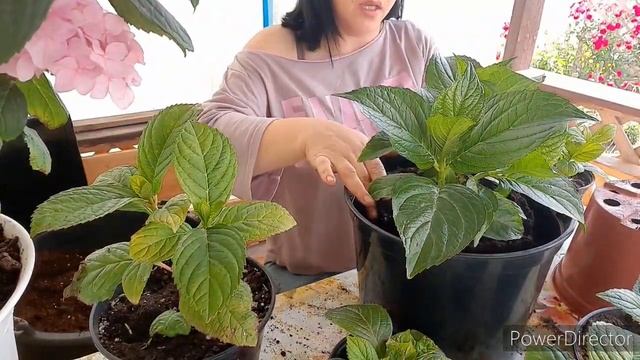 Черенки гортензии подрасли,что делаю дальше. смотреть онлайн