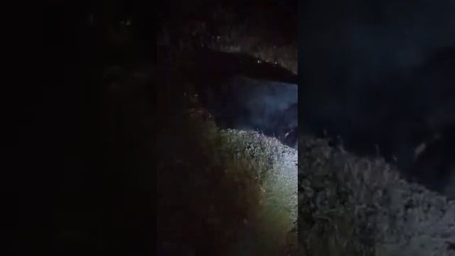 В Амурской область автомобиль сбил медведя смотреть онлайн