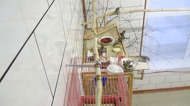 Щеглы,чечётки, снегири, чижики, воробей и дубоносы кушают. смотреть онлайн