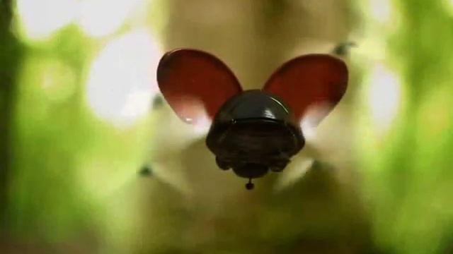 Проказы Божьей Коровки: Божья Коровка и Стрекоза. смотреть онлайн