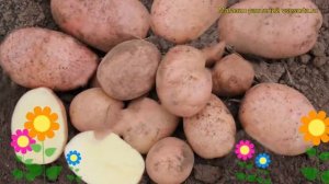 Картофель семенной Гранд. Краткий обзор, описание характеристик, где купить картофель