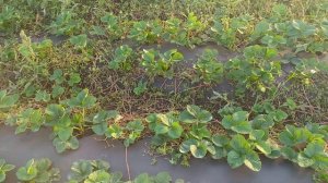 Моя клубника после спринталга #клубникамурано #михаилкриница