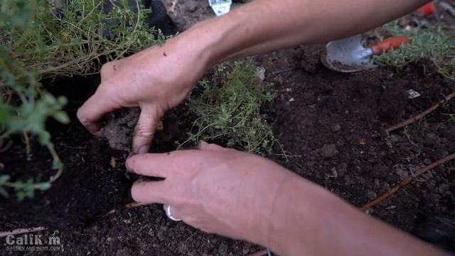 How To Plant A Kitchen Herb Garden - 6 Perennial And Cool Season Herbs ?