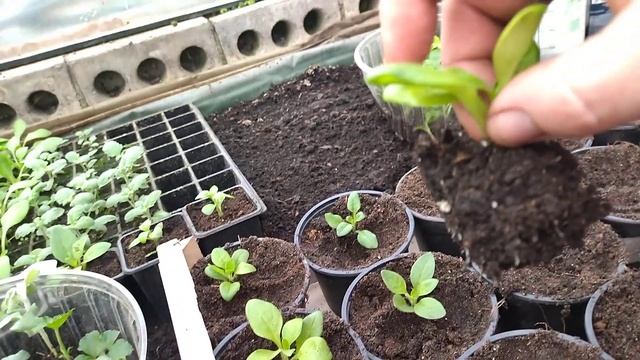 Укорененные черенки петунии, фуксии, пеларгонии и гелихризума смотреть онлайн