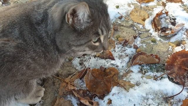 КОРМИМ БЕЗДОМНЫХ КОШЕК/ВЛОГ [2 ЧАСТЬ] смотреть онлайн