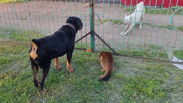 Слим, Григорий и лайка)))