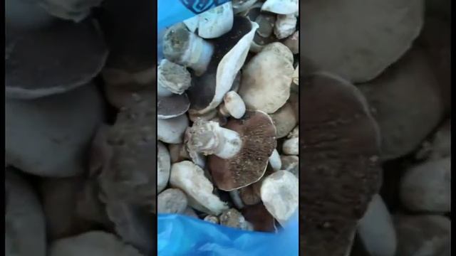 Народные новости: Пошли первые ? шампиньоны смотреть онлайн