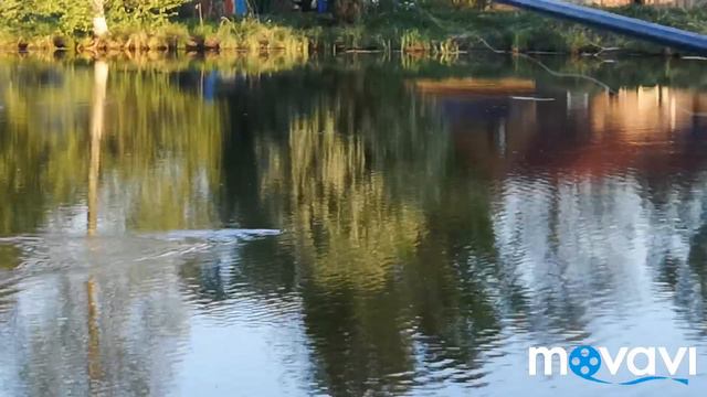 Белый Амур и Толстолобик на пруду. Ловим карася. смотреть онлайн