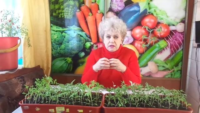 НУЖНО ЛИ ОТЩИПЫВАТЬ БУТОНЫ НА РАССАДЕ ПЕРЦА? Ольга Чернова. смотреть онлайн