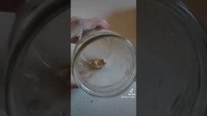 Поймал мышь банкой. Мышеловка своими руками.