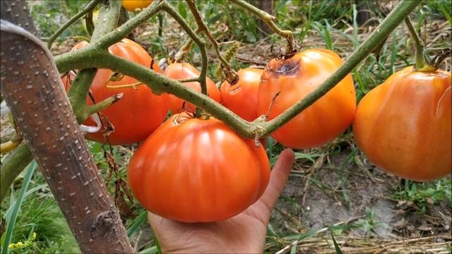 Томат ПУЗАТА ХАТА ?от Аэлиты. смотреть онлайн