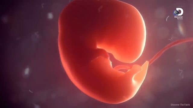Aurat Ka Pait Ma Bacha Kaise Banta Hai | How Baby is Grow in Mother Stomach in Urdu/Hindi смотреть онлайн