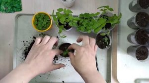 Как пикировать базилик и мелиссу.Самый быстрый и легкий способ.