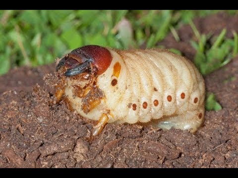 Вредители Винограда. Хрущ (Личинка Майского Жука) смотреть онлайн
