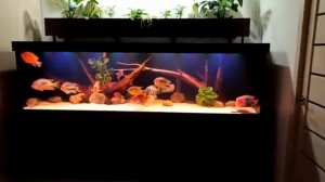 Аквариум с Американскими цихлидами