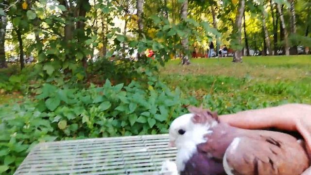 Голуби Таджикистана красные Акуши смотреть онлайн