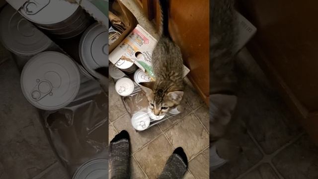Squeaky Kitty Squeaks смотреть онлайн