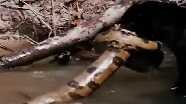 #Python vs #Leopard смотреть онлайн