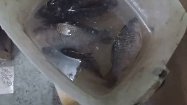 Караси ожили после заморозки смотреть онлайн
