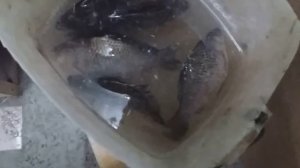 Караси ожили после заморозки