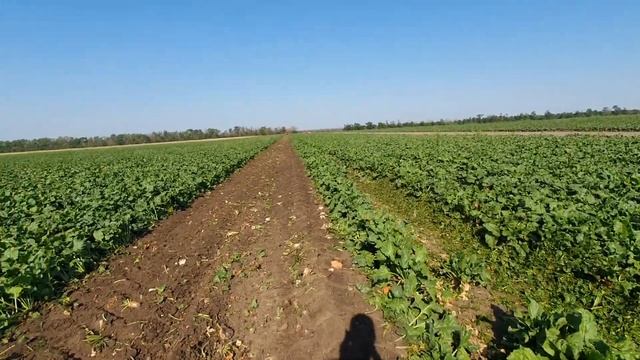 уборка сахарной свеклы 2022.Кубань.Пошла жара?